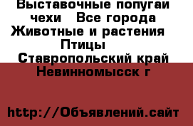 Выставочные попугаи чехи - Все города Животные и растения » Птицы   . Ставропольский край,Невинномысск г.